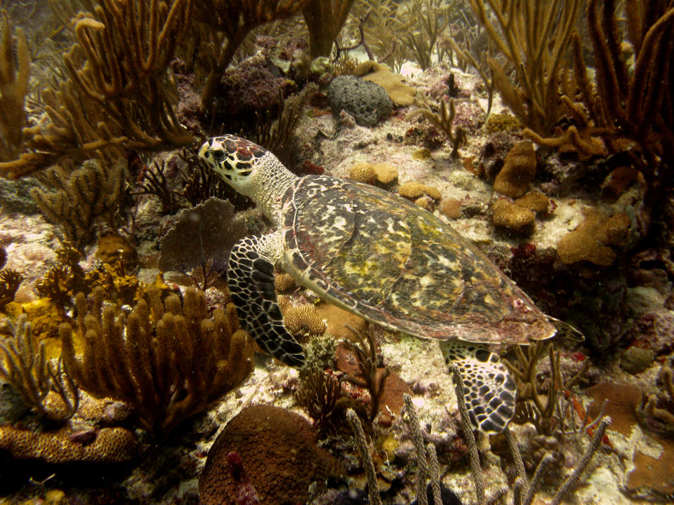 An underwater scene with a turtle near the ocean floor