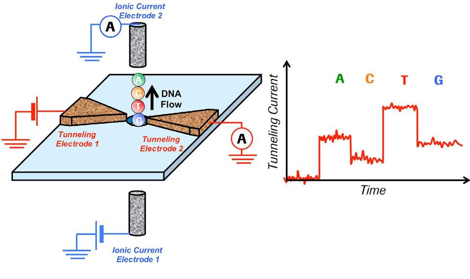 Directly Identifying DNA Base Pairs Through Tunneling