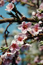 Cherry Blossoms