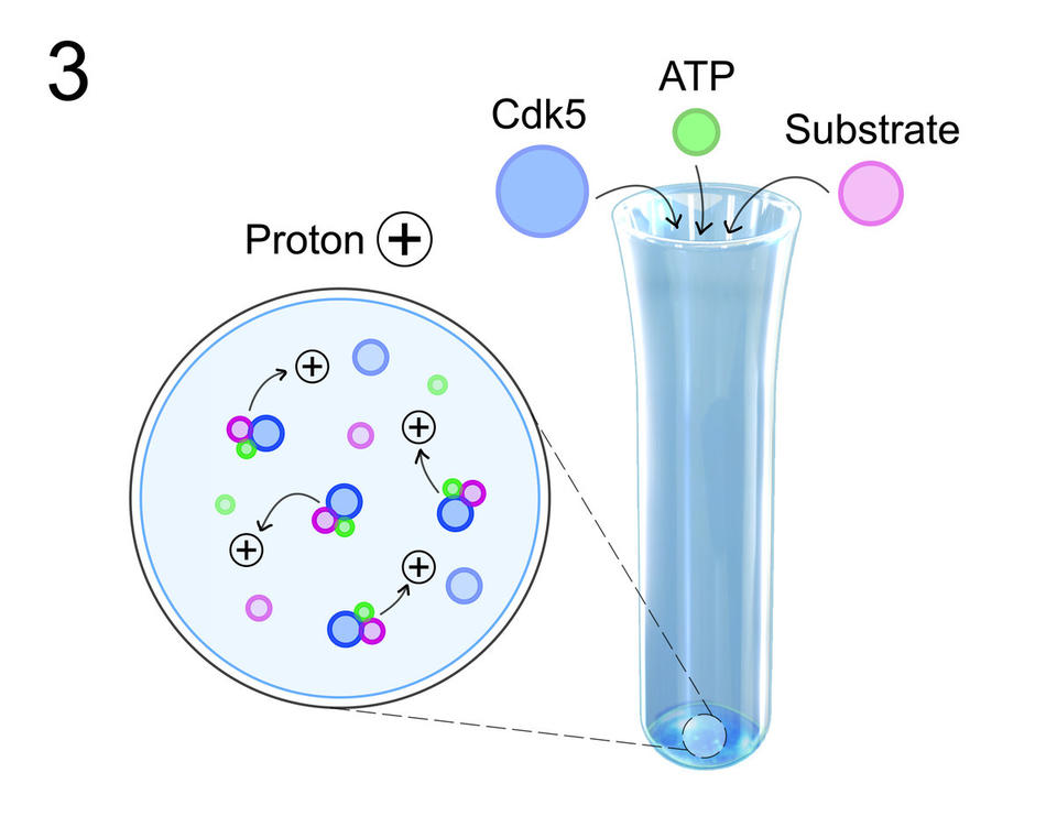 Cdk5 image 3