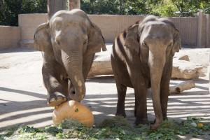 denverzoo20111014_elephant-pumpkin_1644-2-300x200.jpg