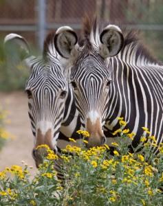 denverzoozebras_0753l_dp-237x300.jpg