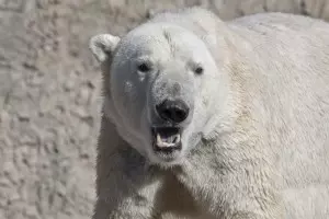 polar-bear_Lee_004cb-3-300x200.jpg