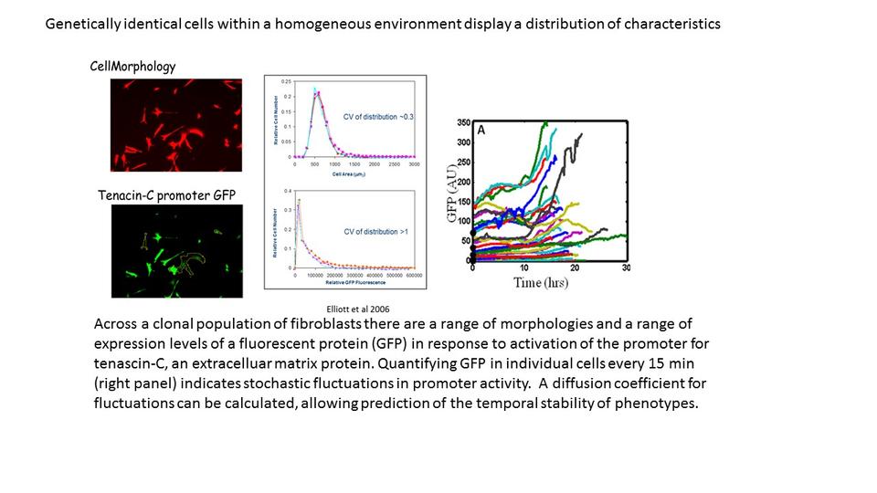 Genetically identical cells in a homogeneous environment