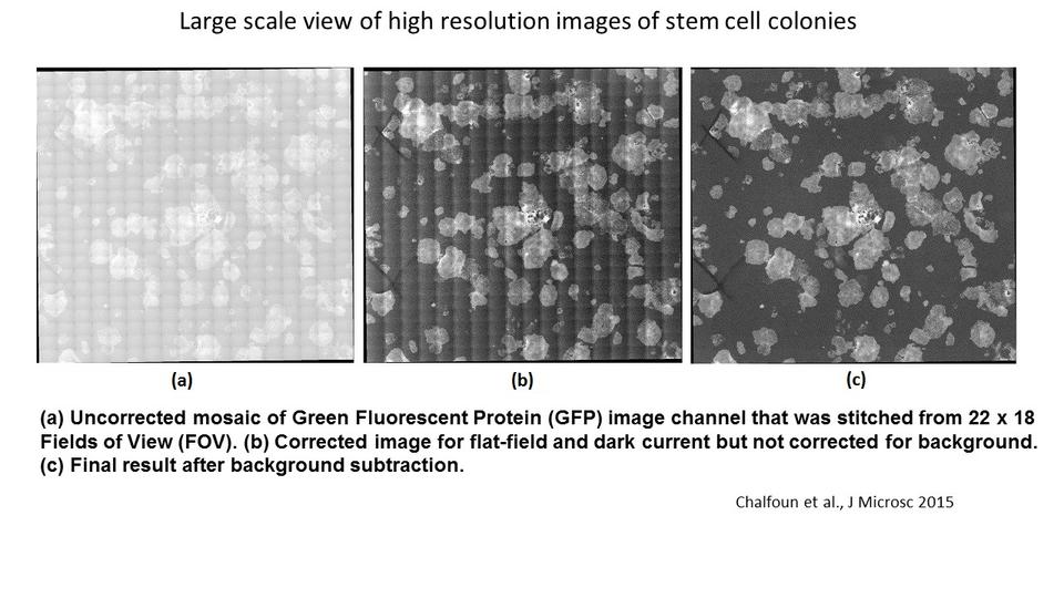 Large scale view of high resolution images of stem cell colonies