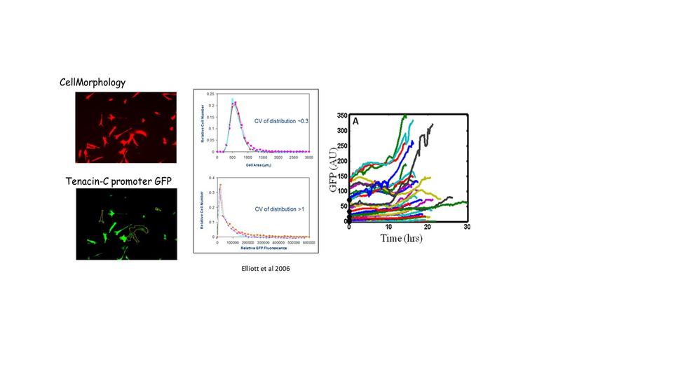 Heterogeneous phenotype expression and dynamic fluctuations in phenotype