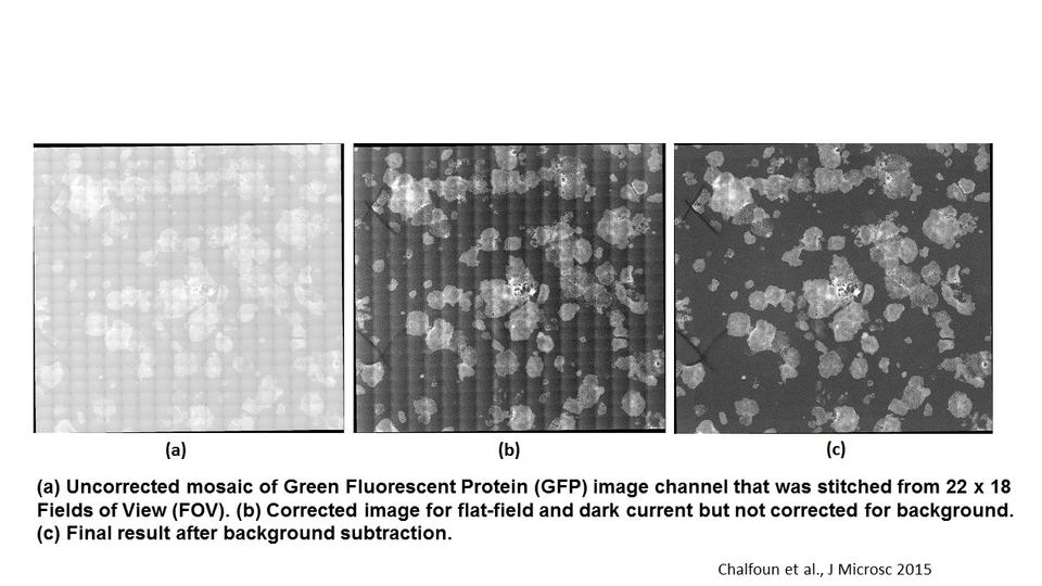 Fluorescent stem cell colonies