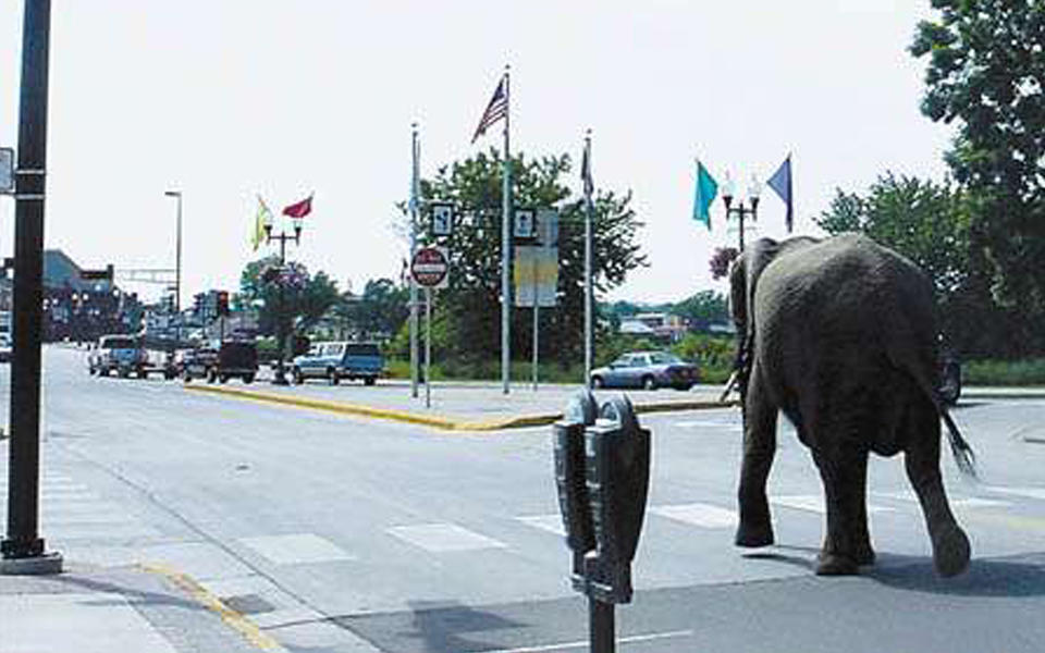 University of Wisconsin-Stout Elephant Cord blog photo shows the zoo escapee arriving on the campus of UW-Stout in 2002