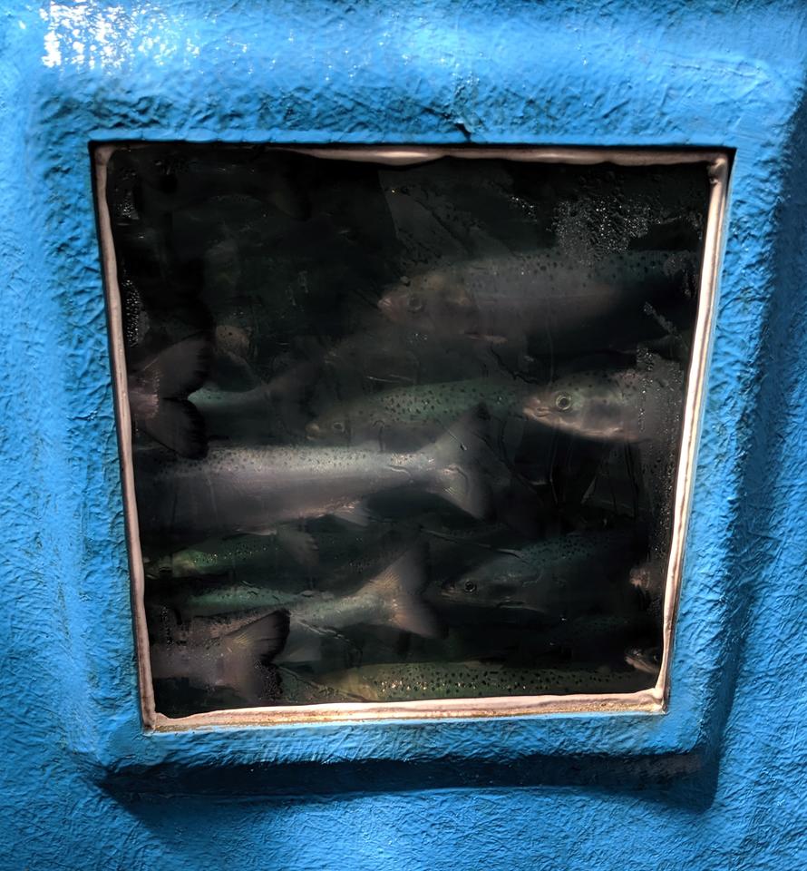 Photograph of blue painted fiber glass tank. A school of fish are swimming inside, and are visible through a window built into the side of the tank.