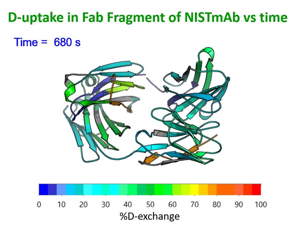 Deuterium uptake in NISTmAb Fab Fragment