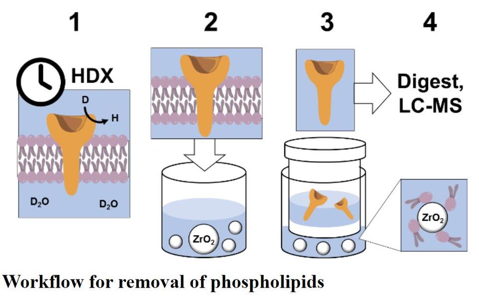 HDX workflow removal of phospholipids