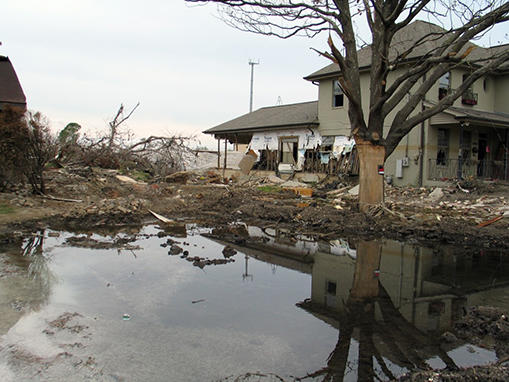 A tree stripped of bark at the 17th Street Canal levee breach in New Orleans.