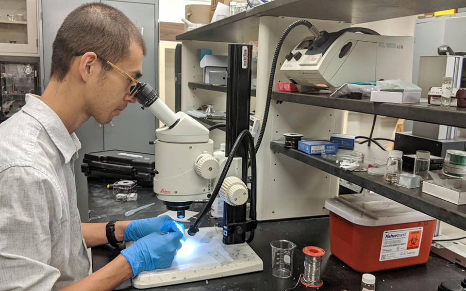 Researcher seated at a lab bench looking though a microscope