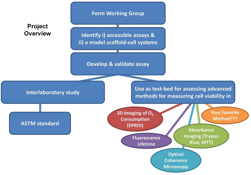 viability in scaffold flowchart