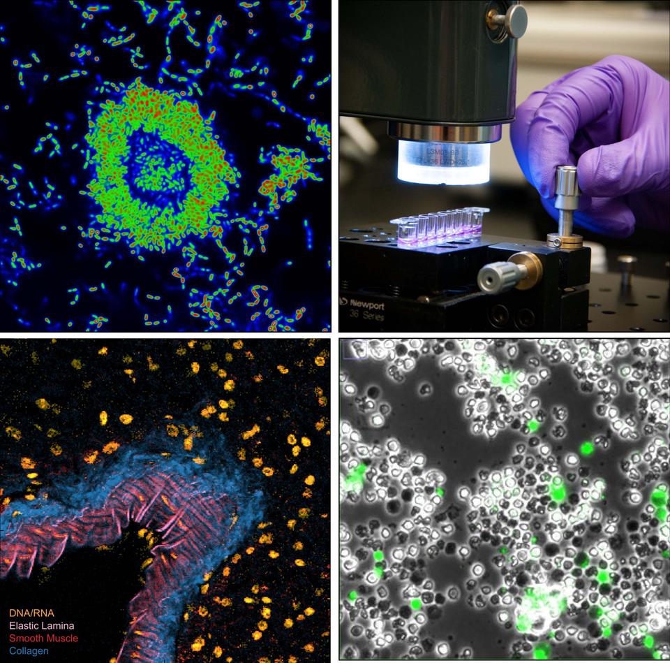 Image panel of various Biomaterials Group research activites.