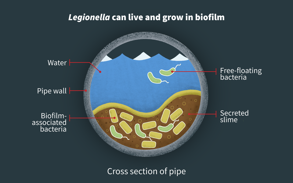 Cross-section of pipe showing bacteria collecting in bottom.