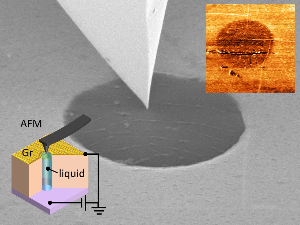 micrographs