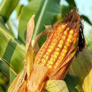 Starch - Corn