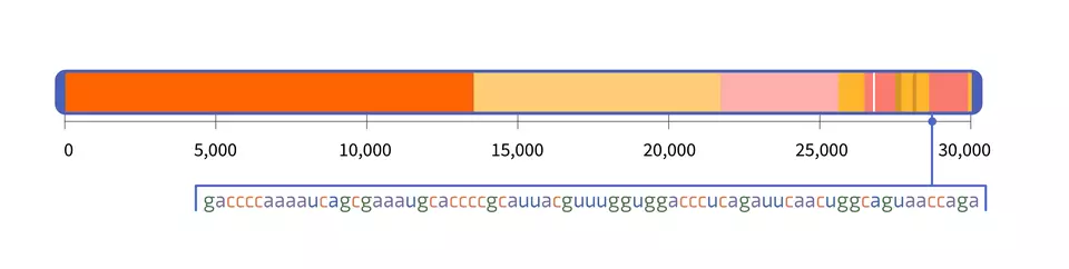 A horizontal rectangle representing the SARS-CoV-2 genome and a pointer indicating the location of a 72-letter sequence within the genome. 