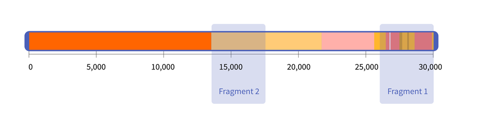 A horizontal rectangle representing the SARS-CoV-2 genome and two blue, transparent rectangles superimposed on it, representing the size and location of the synthetic RNA fragments from NIST.