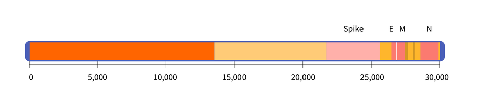 A horizontal rectangle filled with colored segments representing different parts of the SARS-CoV-2 genome. The Spike, E, M, and N genes are labeled.