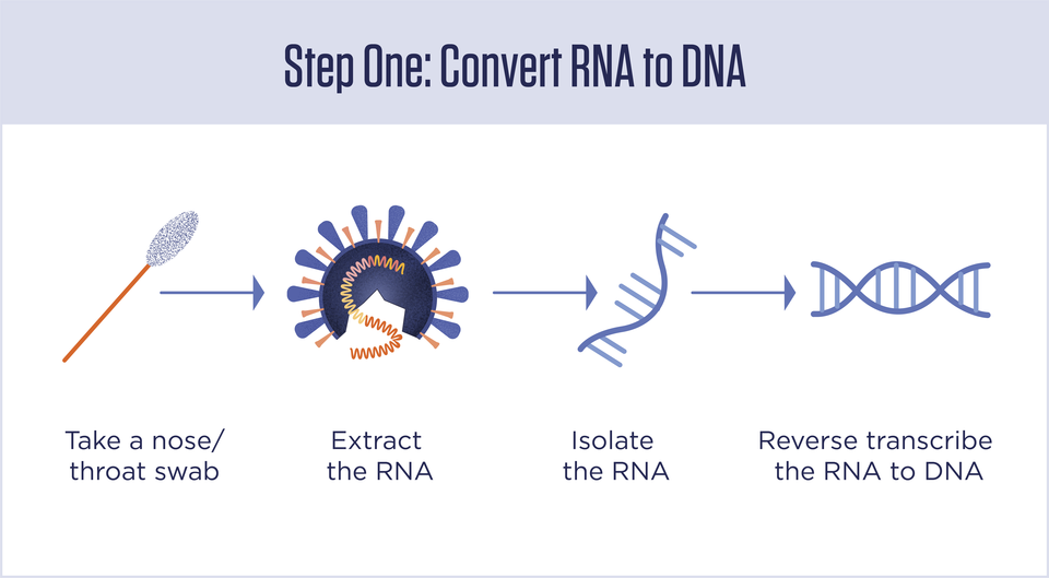 A procedural diagram with icons representing components of the testing process: taking a nasal swab, extracting the RNA, isolating the RNA, and reverse transcribing the RNA to DNA.