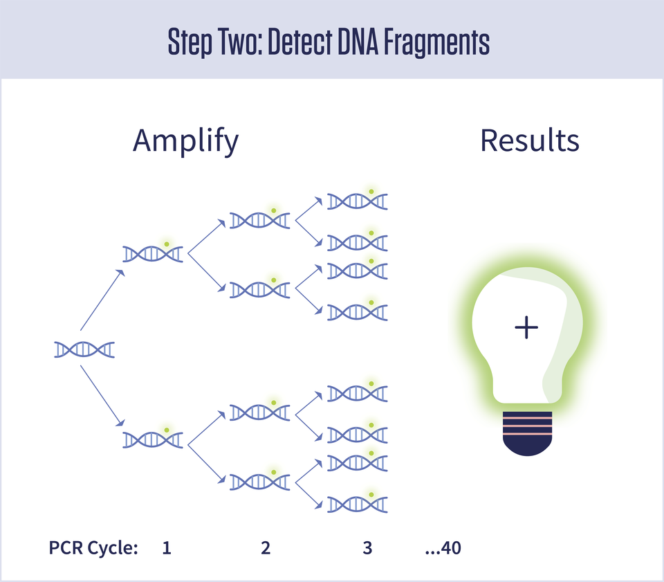 A diagram showing that amplification doubles the amount of DNA present during each of 40 cycles. A glowing light bulb with a plus sign on it represents a positive test result.