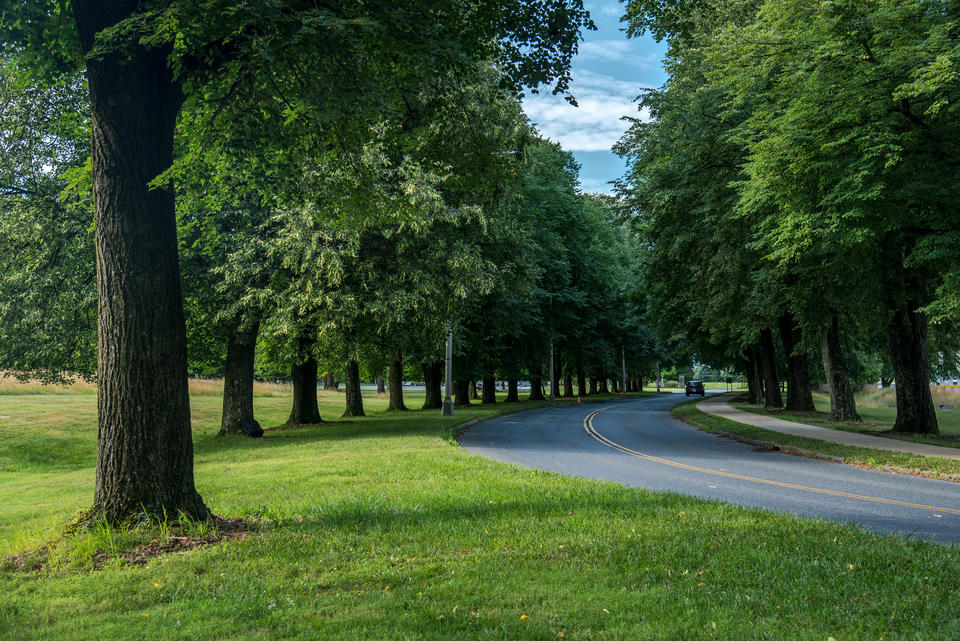 Green trees line two sides of a road. Back of car on the road 