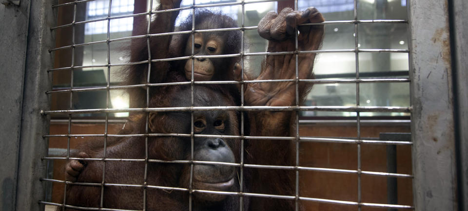 Two orangutans cling to a wire cage