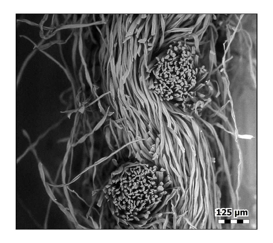 Cross section of woven bundles of cotton flannel fibers