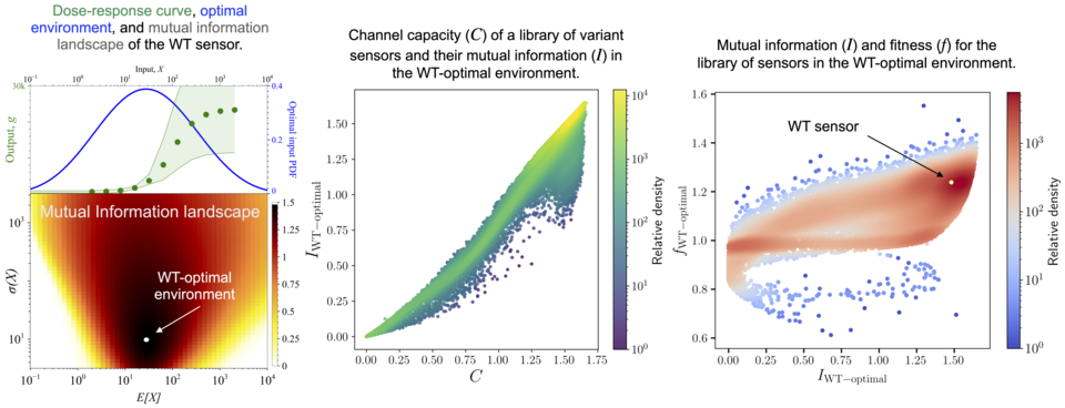 Mutual Information and fitness distribution of a genetic sensor library.