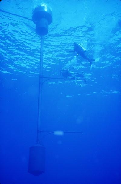 scuba divers inspecting an underwater bouy