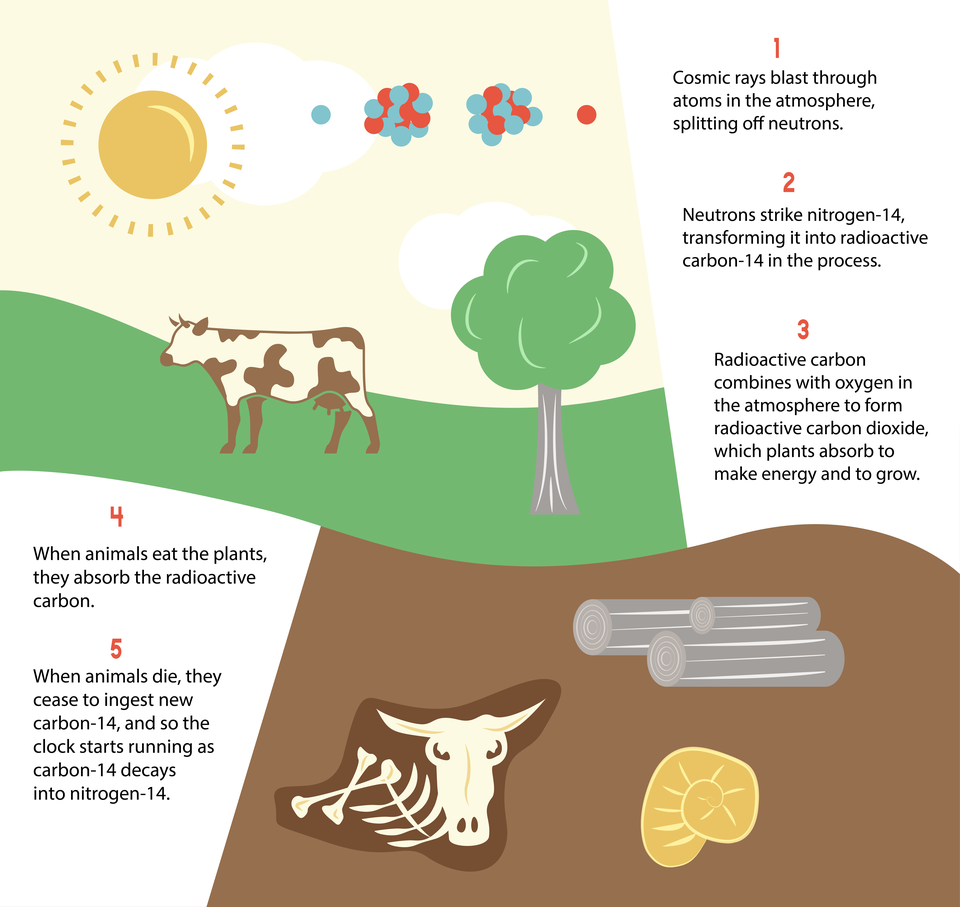 Illustration has 5 steps of carbon-14 cycle with images of sun, cow, tree, logs, cow bones, fossil.