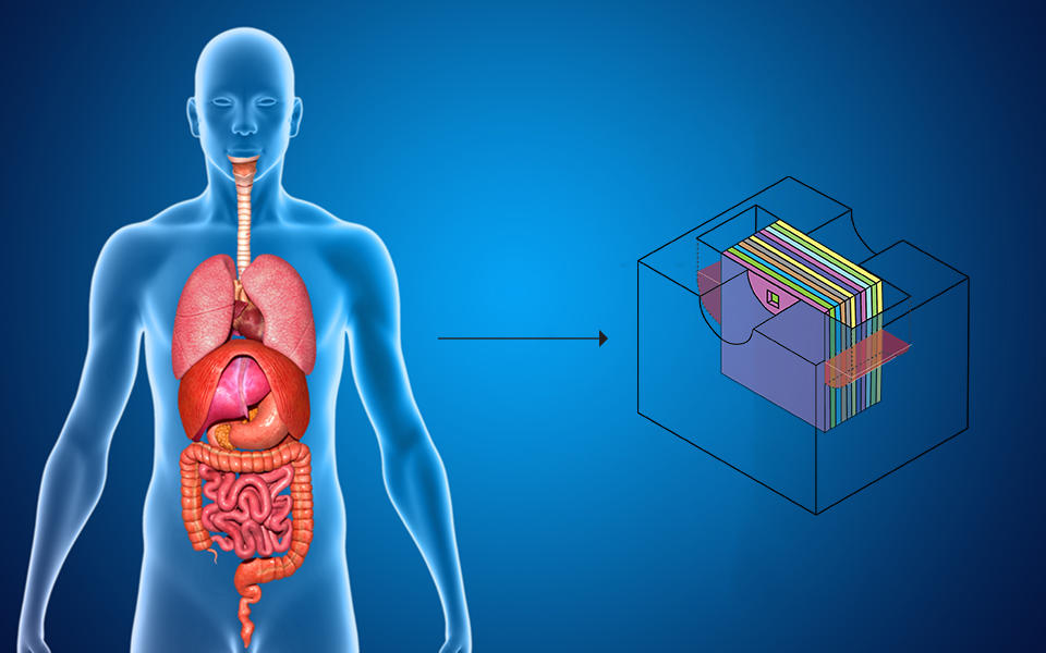 see through human body with organs on the left with an arrow pointing to a schematic of the body cube, represented by a CAD drawing with some multicolor inlaid chips that culture cells for different organs