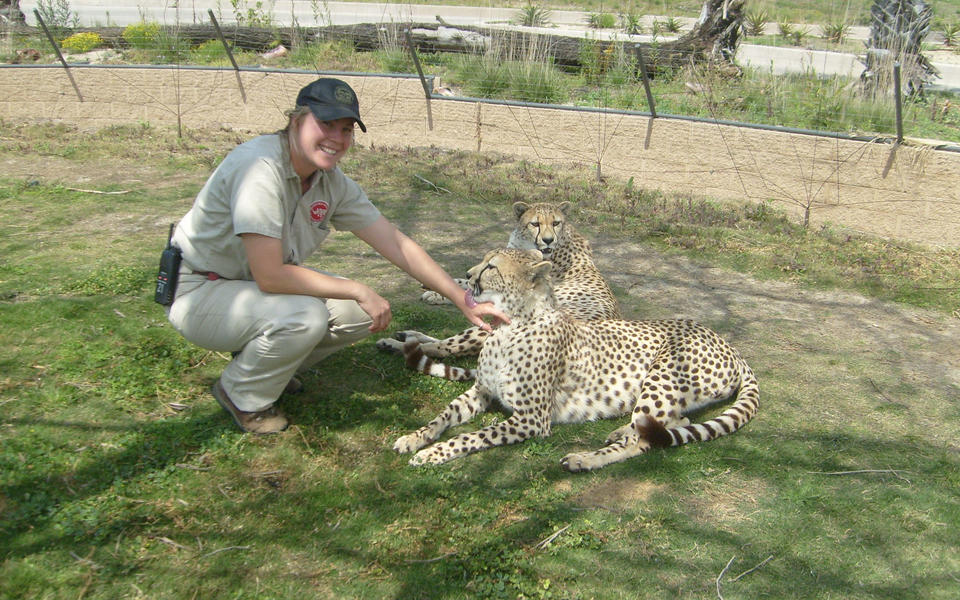 Woman with a ball cap on petting a reclining cheetah with another cheetah in the background the 