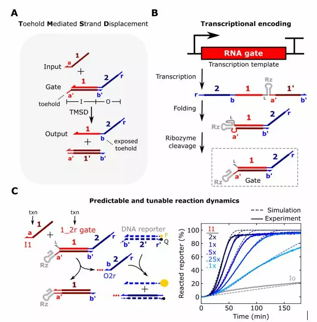 Predictable and tunable reaction dynamics