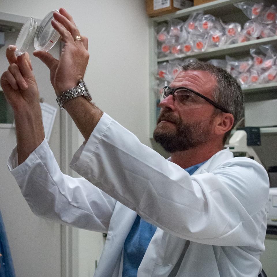 A man in a lab coat and safety glasses looks up at petri dishes he is holding. 