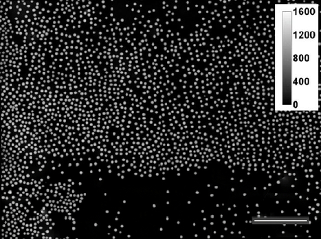 Large Field of View Quantitative Phase Imaging of Induced Pluripotent Stem Cells and Optical Pathlength Reference Materials  