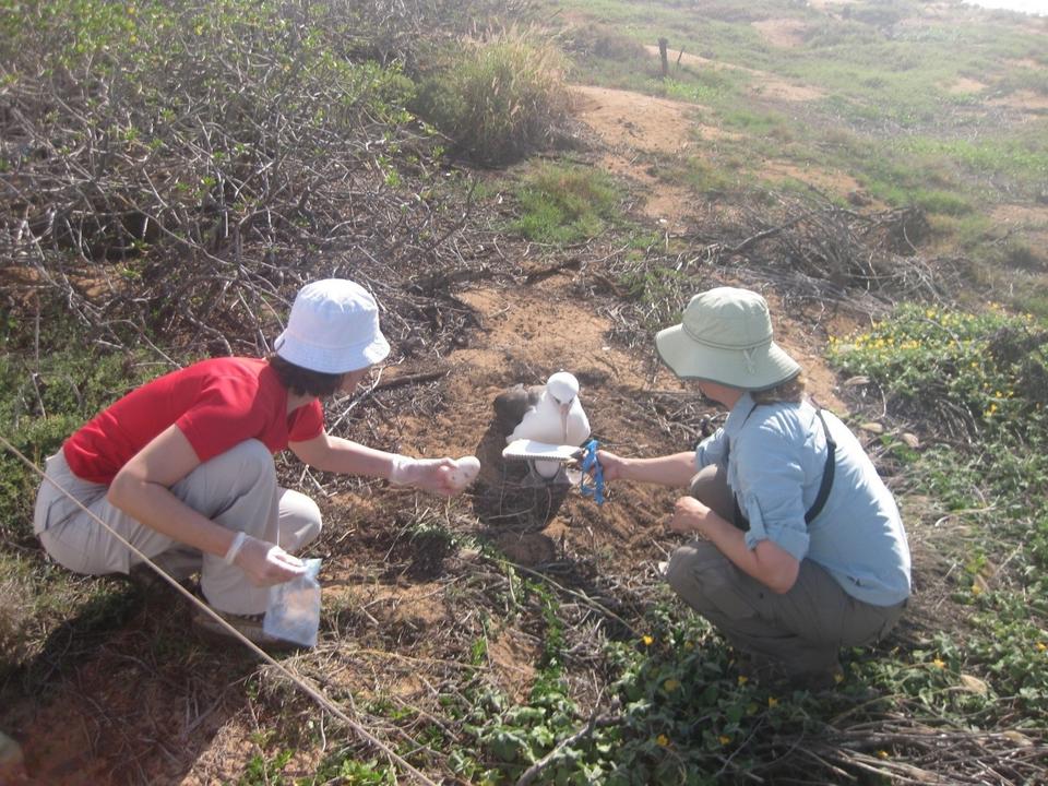 two crouching women. The one on the left wearing red with a white hat. She also has gloves on and is holding a sample bag and taking an egg from a brown and white bird. The one on the right wearing blue and a tan hat and is holding a pad of paper in front of the bird. 