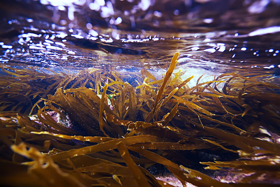 Yellowish blades of kelp are growing under the surface of the water.