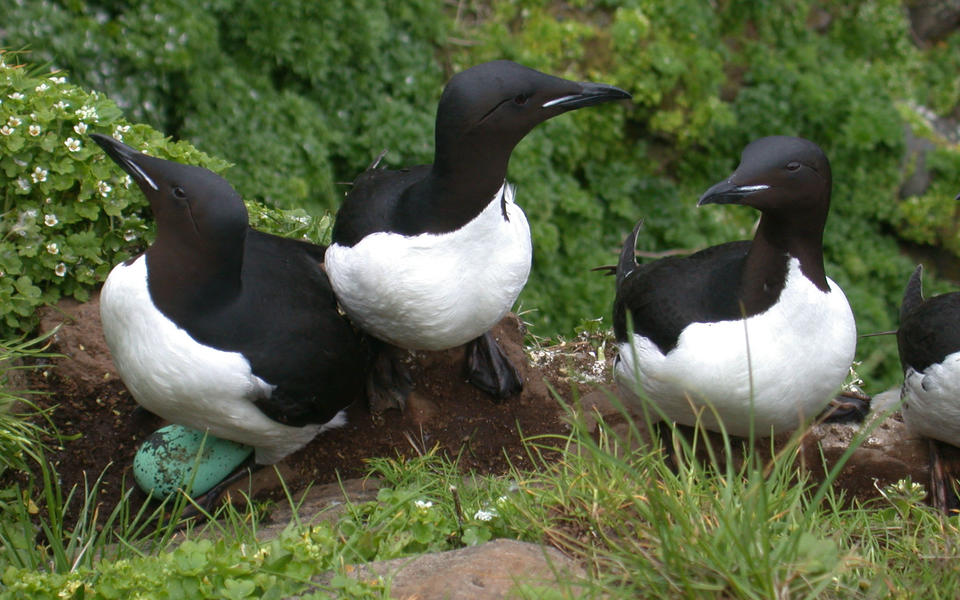 a trio of black topped and white bottomed birds in the grass. A blue, black spotted egg is at the feet of the bird on the left. 