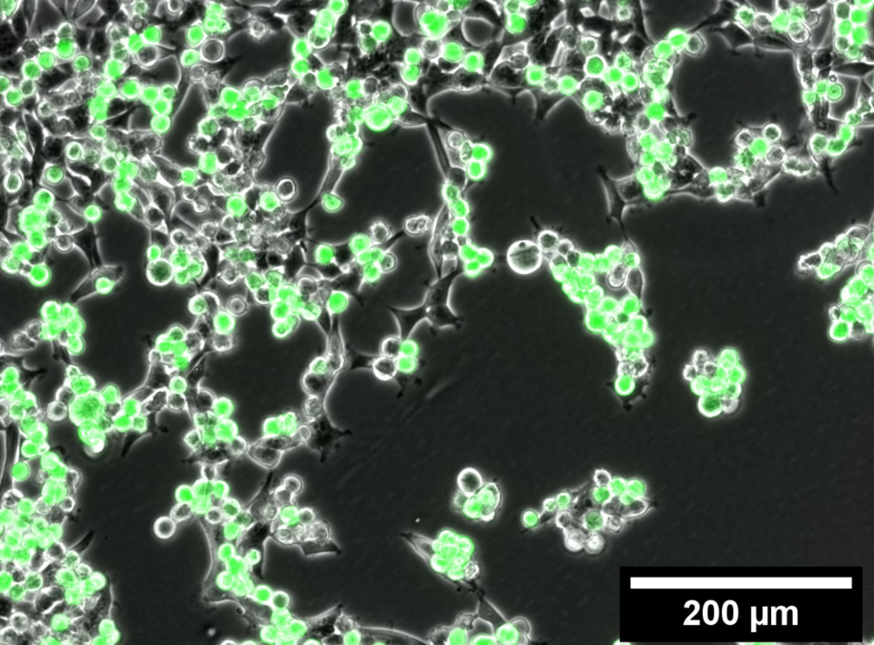 Live cell imaging