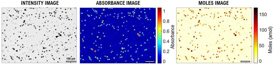 absorbance microscopy