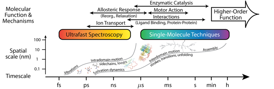 molecular physiology illustration