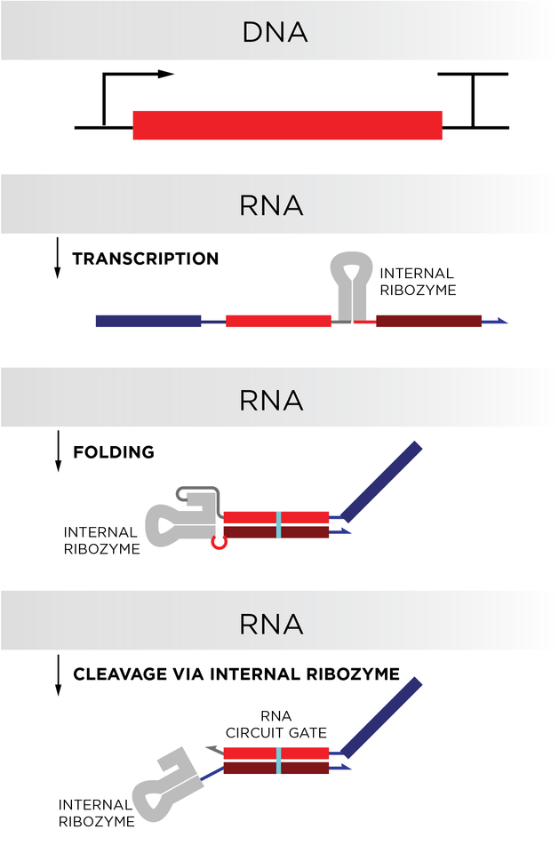 A flowchart depicts the steps in which an RNA component of a biological circuit is produced.