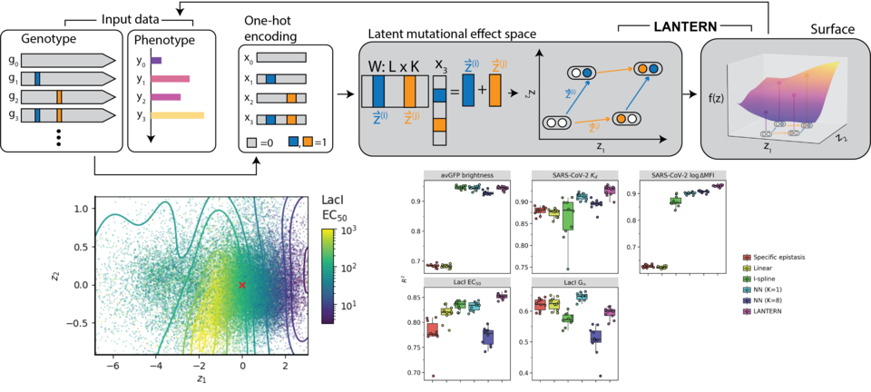 Overview of LANTERN applied to genotype-phenotype landscapes