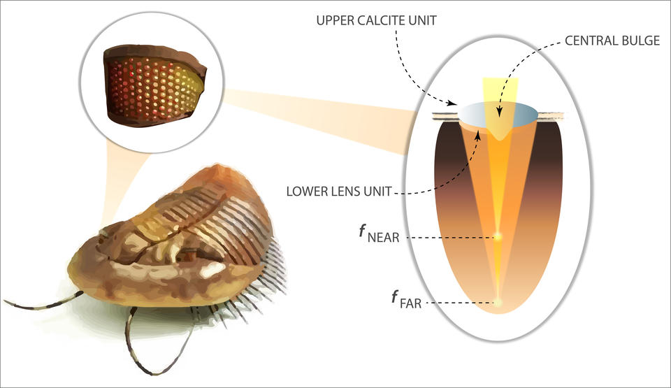 trilobite illustration