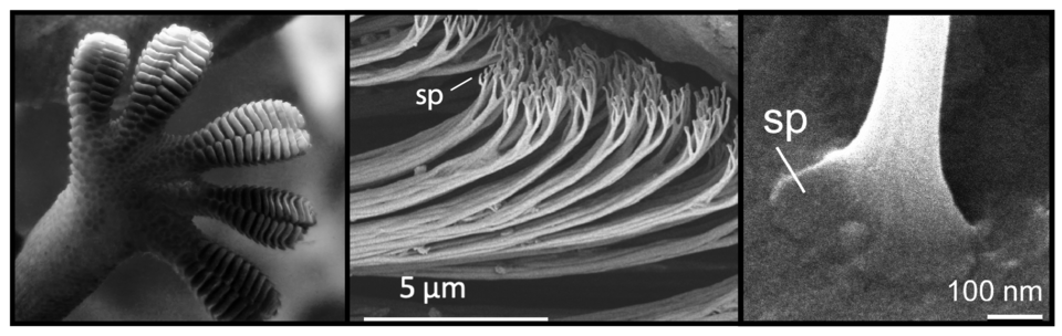 A composite of three black and white images, including a photograph of the underside a gecko’s foot, a microscope image of hairlike structures, and a second microscope image of the flat, wide shape at the end of the hairlike structures.