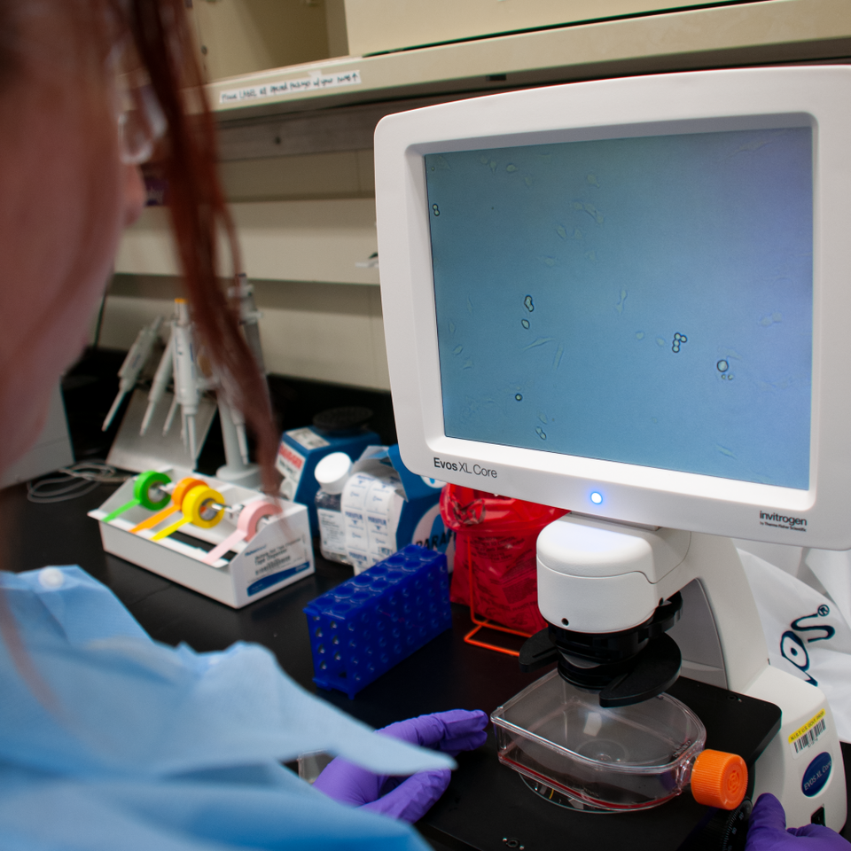 A researcher looks at a specialized microscope screen showing human cells from a flask below.