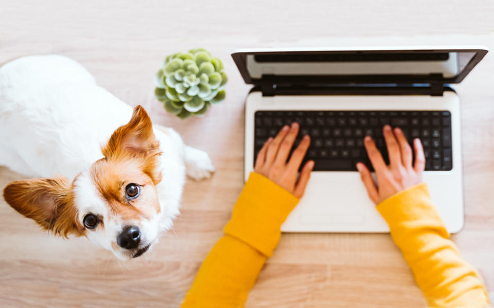 Person working on laptop with dog sitting on desk looking up at them.